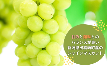 【先行予約】シャインマスカット 1房500g | シャインマスカット 新潟県 出雲崎町