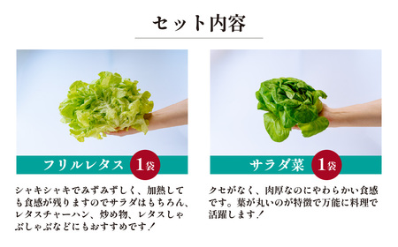 4種のレタス 4袋(80～130g/袋) | レタス