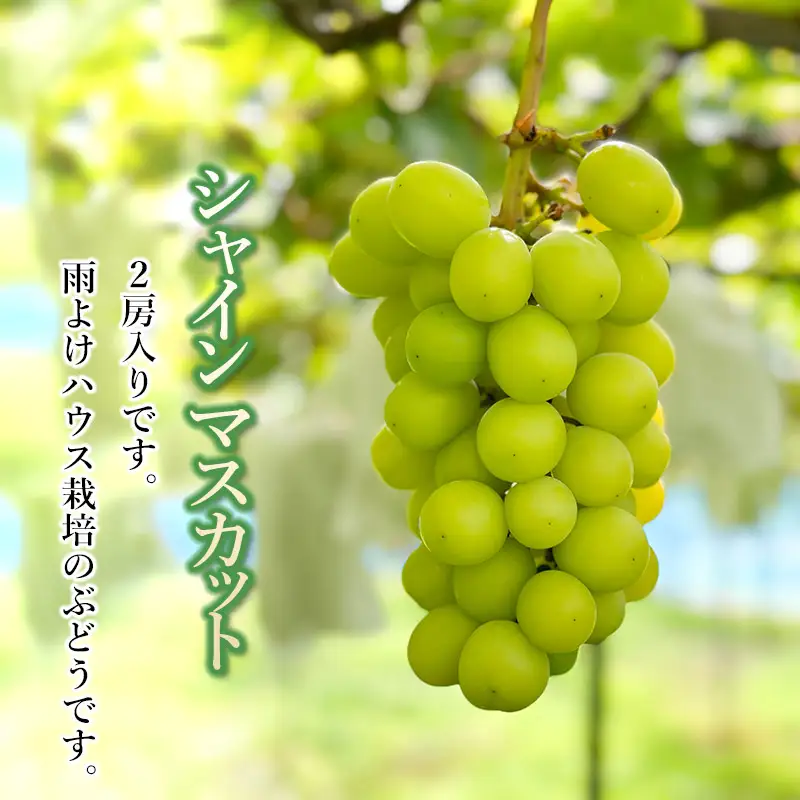 【令和8年産先行予約】 シャインマスカット　約1.2kg (2房) 山形県鶴岡市　伊藤農園