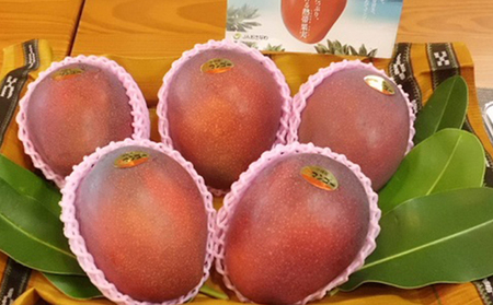 マンゴー 拠点産地【2026年発送】「宜野座村」秀品アップルマンゴー（約1kg）