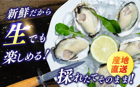 養殖カキ 約1.3kg [RCN001] 牡蠣 牡蠣 牡蠣 牡蠣 牡蠣 牡蠣九州 長崎 