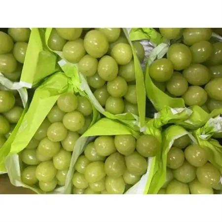 【2026年先行受付】　フルーツ王国信州産地直送　シャインマスカット　約1kg(1～3房)【配送不可地域：離島】【1573055】