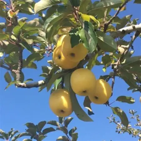 【家庭用】 長野県産 りんご シナノゴールド 約1.5kg(3～5玉程度)【1574743】