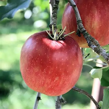 家庭用　長野県北信州のりんご　約1.5kg(3～6玉)おまかせ1品種【1575373】