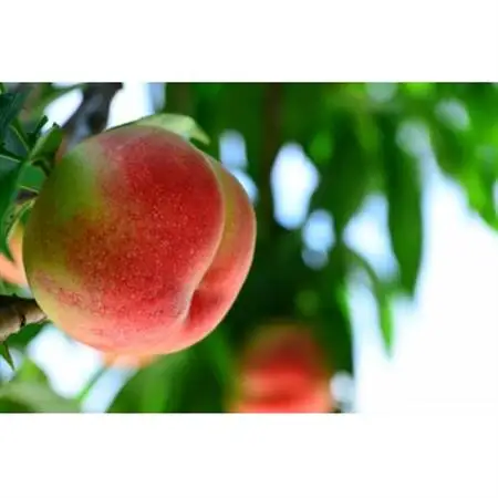 【2026年発送】長野県 北信州の桃 約1.5kg(4～7玉)品種おまかせ　贈答にもおすすめ【配送不可地域：離島】【1575716】