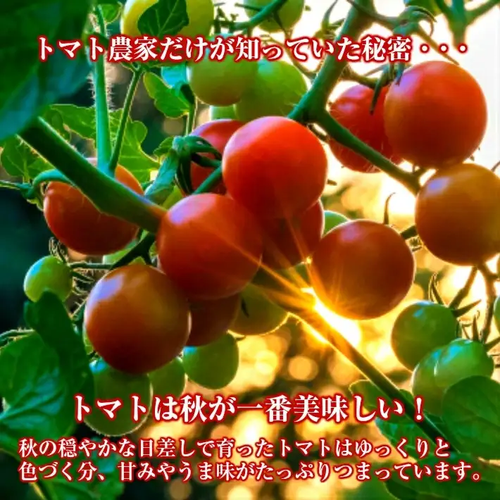 農家直送 トマトジュース 秋のめぐ実 砂糖不使用 食塩無添加 500ml×6本 野菜ジュース 無塩 瓶 常温保存 [1520]