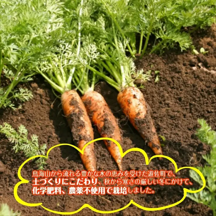 農家直送 鳥海山キャロット ストレート 160ml×6本 ニンジンジュース 野菜ジュース 化学肥料不使用 農薬不使用 瓶 常温保存 にんじん [1508]
