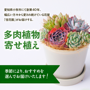 【佳花園】多肉植物のオリジナル寄せ植え[156K04]