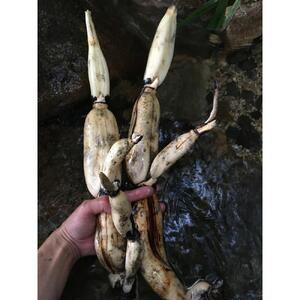 冬こそ皮ごと丸かじり！栽培期間中農薬・化学肥料不使用棚田レンコン!　約2kg
