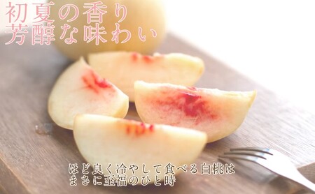 もも 2026年 先行予約 岡山匠の白桃 約1.3kg 4～6玉