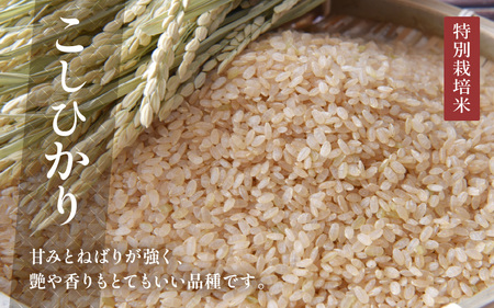 【令和7年産】発芽玄米 特別栽培米 コシヒカリ 5kg 【米 玄米 こしひかり ギャバ GABA 特別栽培 食物繊維 栄養 真空パック ごはん ご飯 おいしい ふるさと納税米】 [B-2949]