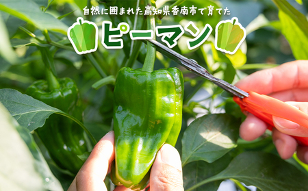 【先行受付】ピーマン 1.5kg【やさい やさい やさい やさい やさい】 im-0002