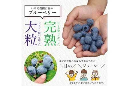 大粒ブルーベリー 500g×2パック 計1kg 化粧箱入 6月下旬～7月上旬頃お届け 山形県遊佐産 冷蔵便 ※着日指定・離島発送不可 果物 くだもの フルーツ ブルーベリー 国産 東北 山形県 遊佐町 庄内[1417]