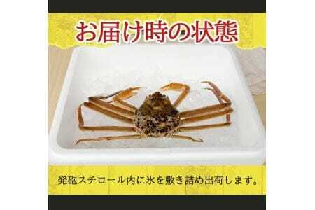 生・本ズワイガニ 1匹 350g程度 遊佐沖 10月中旬～12月下旬頃お届け 冷蔵便 ※着日指定・離島（沖縄県を含む）発送不可 1人前 東北 山形県 庄内地方 日本海 カニ 蟹 かに 海産物 シーフード 海鮮 新鮮 鮮魚 まるごと 生食 刺身 ボイル 期間限定 [852]