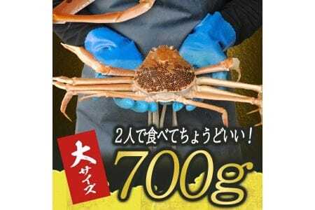 生・本ズワイガニ 1匹 700g程度 遊佐沖 10月中旬～12月下旬頃お届け 冷蔵便 ※着日指定・離島（沖縄県を含む）発送不可 2人前 東北 山形県 庄内地方 日本海 カニ 蟹 かに 海産物 シーフード 海鮮 新鮮 鮮魚 まるごと 生食 刺身 ボイル 焼き 期間限定 [854]