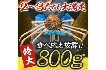 生・本ズワイガニ 1匹 800g程度 遊佐沖 10月中旬～12月下旬頃お届け 冷蔵便 ※着日指定・離島（沖縄県を含む）発送不可 2人前 3人前 東北 山形県 庄内地方 日本海 カニ 蟹 かに 海産物 シーフード 海鮮 新鮮 鮮魚 まるごと 生食 刺身 ボイル 焼き 期間限定 [855]