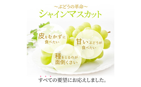 ぶどう シャインマスカット晴王 約2kg 2～5房程度 橋田商店有限会社 先行予約《2026年9月中旬-11月中旬頃出荷》 岡山県 浅口市 岡山県産 ぶどう フルーツ 果物 くだもの マスカット 送料無料【配送不可地域あり】（北海道・沖縄・離島）