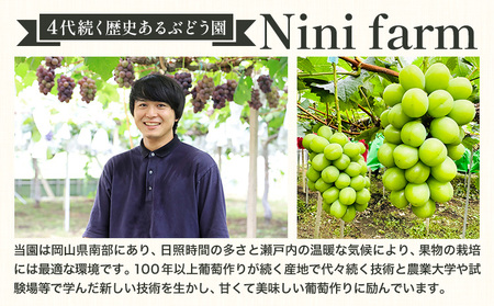 【2026年発送】シャインマスカット ご家庭用 農家こだわりの シャインマスカット  約2kg  Nini farm 