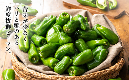 【先行予約】数量限定 たじまピーマン 約1.5kg / 7月中旬から順次発送 肉厚 ピーマン 肉詰め 新鮮 野菜 産地直送 やさい 苦みが少ない 甘みが強い 歯ごたえが良い 濃い緑 夏秋ピーマン