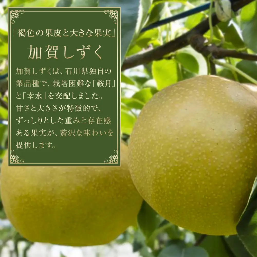 【2026年8月下旬以降発送】【先行予約】加賀しずく梨 6～10個