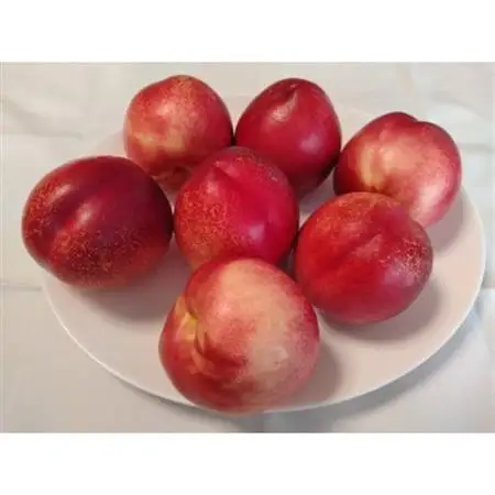 【2026年発送】長野県　信州直送　ネクタリン　約1.5kg(4～7玉)【配送不可地域：離島】【1576780】