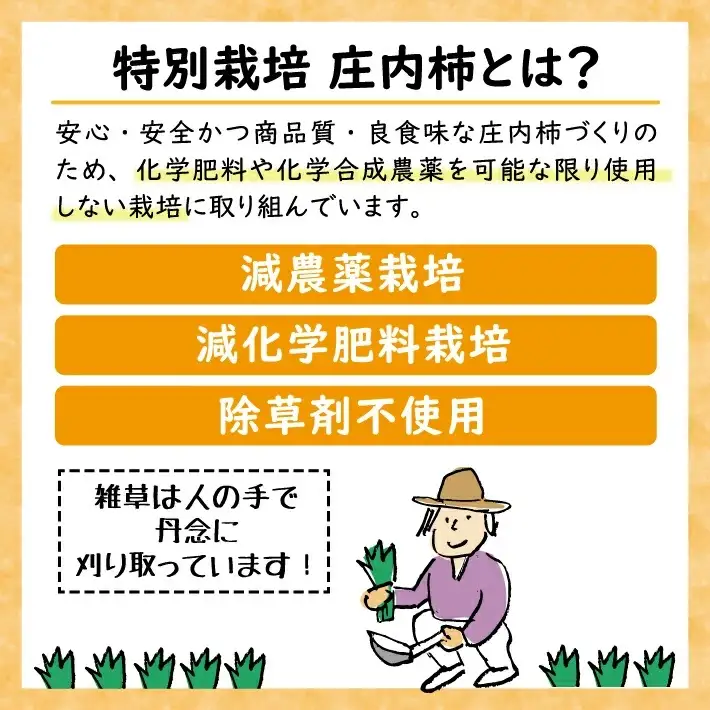特別栽培庄内柿 10kg L～2Lサイズ 52～60個入り 山形県遊佐町産 2026年11月上旬～12月上旬頃お届け ※着日指定不可 東北 山形県 遊佐町 庄内地方 種無し柿 カキ かき 種無し 秋 [1415]