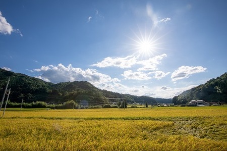 島根県飯南町産 こしひかり（２kg×４袋）【 米 コシヒカリ  ブランド米 小分け 新米 便利 贈答用 プレゼント 精米 玄米 選択可能 Ａ-76 】