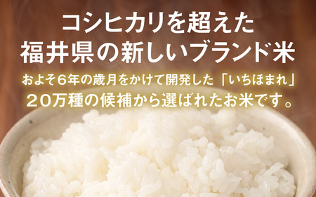 令和7年産  福井県産 いちほまれ 5kg 4袋 精米 [F-014005] 【精米精米】