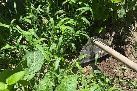 ステンレスホー｜クワ くわ 鍬 農機具 畑仕事 畑 農園 農業 農業用品 耕作鍬 農作業 除草作業 除草 草取り 草とり 鍛冶屋 庭 植物 家庭菜園 庭作業 草ぬき 土壌 [1201]