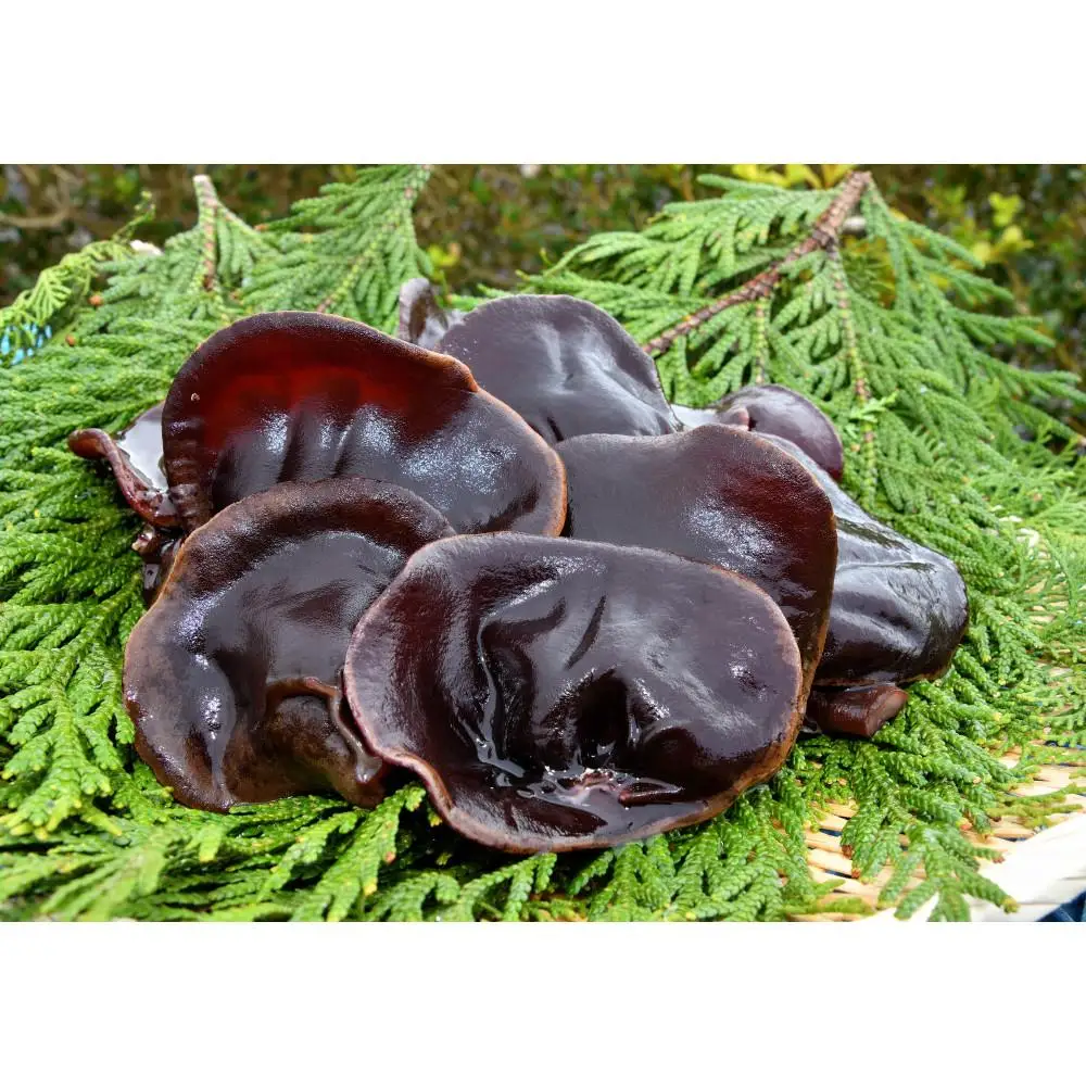 ニンニンきくらげ 生きくらげ 2kg （ 200g × 10パック ）