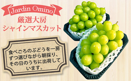 【先行受付2026年発送】シャインマスカット プレミアム 2房　1kg以上｜Jardin Omino　※2026年9月初旬~10月中旬に発送予定