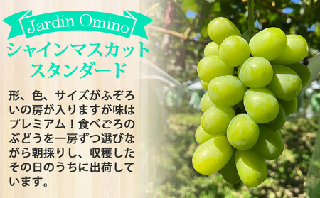 【先行受付2026年発送】シャインマスカット2房＆シナノスマイル 3房 　合計1.7kg以上｜Jardin Omino　※2026年9月初旬~10月中旬に発送予定