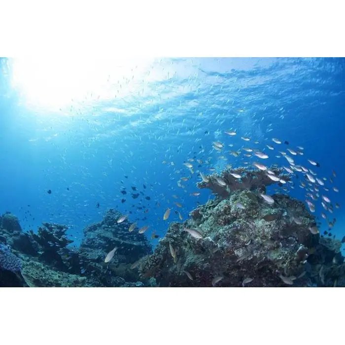 透明度抜群！　奄美大島でボートダイビング（２ボート）