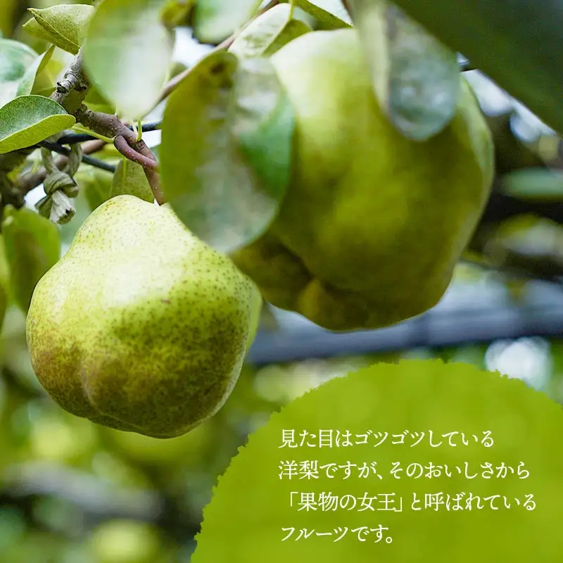 【令和8年産先行予約】 ラ・フランス　2L～3L　約5kg (16～18玉)　山形県鶴岡市産 佐藤農園
