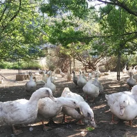 鴨鍋の素4人前  鴨スープ1kgと鴨モモ肉2羽分(計800～900g)のセット_惣菜・加工品 肉 鍋 なべ ナベ_【配送不可地域：離島】【1577230】