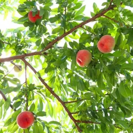 【2026年発送】フルーツ王国　長野県信州直送「旬な桃」　あかつき　約2kg(4～8玉)【配送不可地域：離島】【1577361】