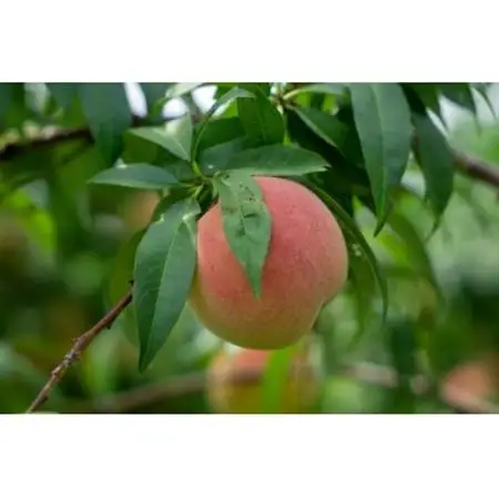 【2026年発送】フルーツ王国　長野県信州直送　白桃　約2kg(3～8玉)【配送不可地域：離島】【1577368】