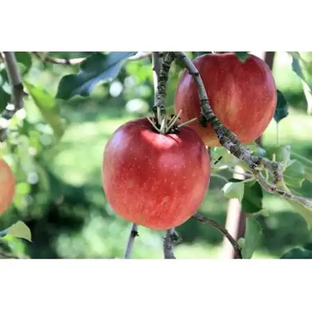 長野県 北信州のりんご 約2kg(3～7玉) おまかせ1品種 贈答におすすめ【1577441】