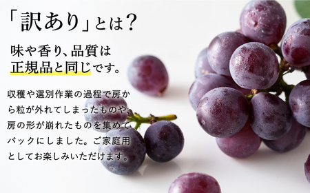 【2026年先行予約】数量限定 訳あり 豊岡ぶどう「ピオーネ」 約300g×4パック ／ ぴおーね ブドウ 葡萄 訳ありぶどう 大粒 強い甘み 爽やかな酸味 新鮮 果物 産地直送 くだもの フルーツ 上品 香り