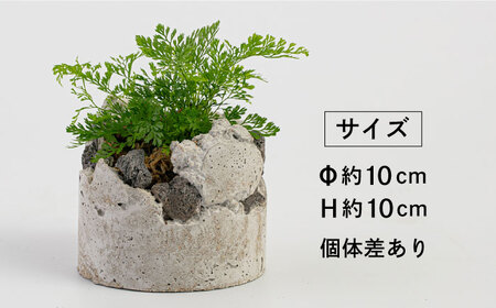 TERAYAMA ZOEN オリジナルコンクリートポット（植物付き） 糸島市 / NIWAMO 鉢 観葉植物 [AIO001]