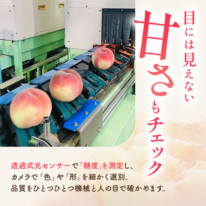 桃 あかつき 約1.2kg 桃 2026年出荷分 F21C-047