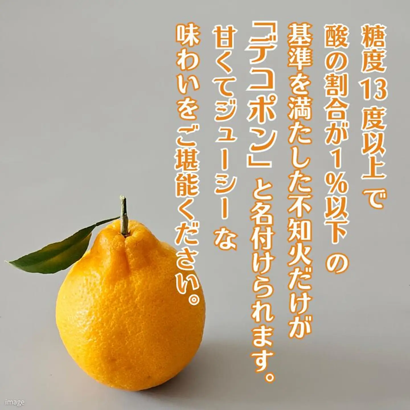デコポン 佐賀みかん デコポン不知火 B195-006