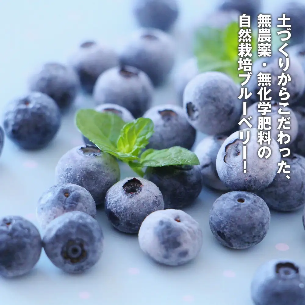 冷凍ブルーベリー 2kg 農薬・化学肥料不使用 ／ ブルーベリー フルーツ 完熟 大粒 冷凍 果物 国産 産地直送 無添加 スイーツ ヨーグルト トッピング ジャム スムージー おやつ 旬 千葉県 No.322