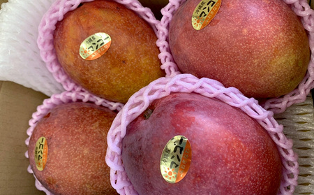 マンゴー 拠点産地【2026年発送】「宜野座村」家庭用アップルマンゴー（約1kg）