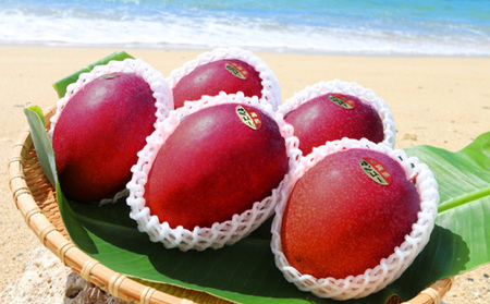 マンゴー【2026年発送】濃密マンゴー《秀品・約1kg》