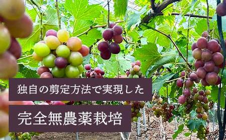 【先行予約】「冷凍ぶどう」200g×3パック（600g） フルーツ ぶどう 葡萄 ブドウ 山口県 山陽小野田市 ふるさと納税 F6L-1074