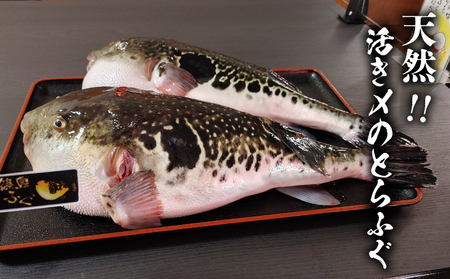 篠島産 天然 とらふぐ 鍋用 ぶつ切り 3~4人前 冷凍 活き〆 とらふぐ ふぐ フグ ふく アラ あら てっちり 河豚 ふぐ フグ ふく