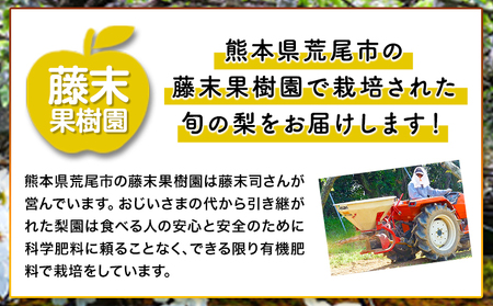 【2026年先行予約】梨 甘太梨 約3kg 藤末果樹園 《9月中旬-9月下旬頃出荷》 熊本県 荒尾市 梨 なし 果物 フルーツ デザート かんたなし 送料無料