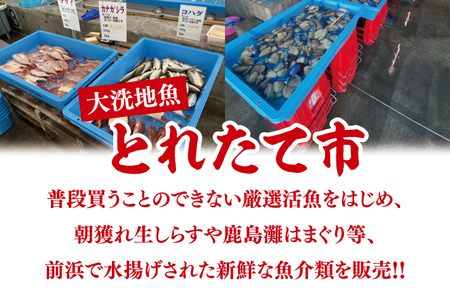 大洗地魚とれたて市クーポン券 3,000円分 (1,000円分×3) 地魚 鮮魚 活魚 朝獲れ 魚介類 漁協 大洗産 大洗 チケット_BQ017