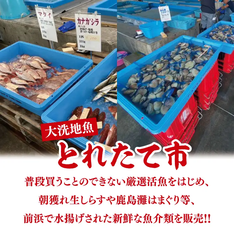 大洗地魚とれたて市クーポン券 5,000円分 (1,000円分×5) 地魚 鮮魚 活魚 朝獲れ 魚介類 漁協 大洗産 大洗 チケット_BQ018